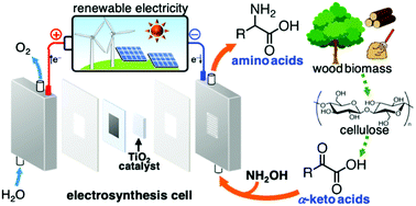 Graphical abstract: Electrosynthesis of amino acids from biomass-derivable acids on titanium dioxide
