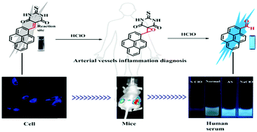 Graphical abstract: Imaging endogenous HClO in atherosclerosis using a novel fast-response fluorescence probe