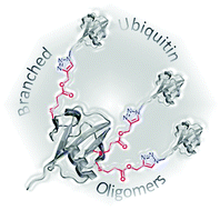 Graphical abstract: Assembly of branched ubiquitin oligomers by click chemistry