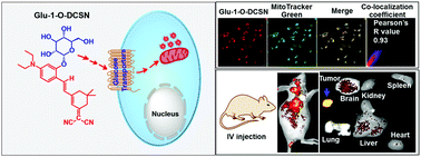 Graphical abstract: Development of a deep-red fluorescent glucose-conjugated bioprobe for in vivo tumor targeting