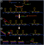 Graphical abstract: Polymerization-driven successive collapse of DNA dominoes enabling highly sensitive cancer gene diagnosis