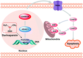 Graphical abstract: S-Dimethylarsino-glutathione (darinaparsin®) targets histone H3.3, leading to TRAIL-induced apoptosis in leukemia cells