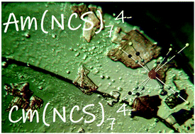 Graphical abstract: Thiocyanate complexes of the lanthanides, Am and Cm