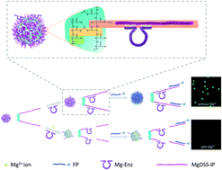 Graphical abstract: DNAzyme-powered nucleic acid release from solid supports