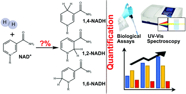 Graphical abstract: A facile analytical method for reliable selectivity examination in cofactor NADH regeneration