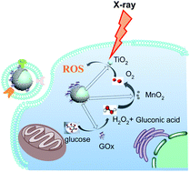 Graphical abstract: A cancer cell membrane-camouflaged nanoreactor for enhanced radiotherapy against cancer metastasis