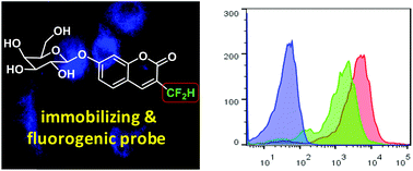 Graphical abstract: Late-stage difluoromethylation leading to a self-immobilizing fluorogenic probe for the visualization of enzyme activities in live cells