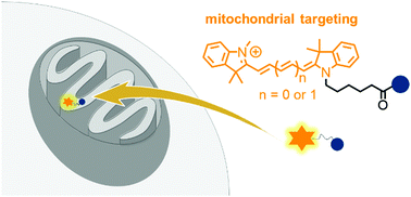 Graphical abstract: Cyanine dye mediated mitochondrial targeting enhances the anti-cancer activity of small-molecule cargoes
