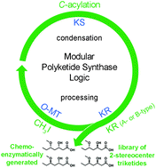 Graphical abstract: General chemoenzymatic route to two-stereocenter triketides employing assembly line ketoreductases