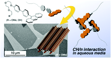 Graphical abstract: Hydrophobicity and CH/π-interaction-driven self-assembly of amphiphilic aromatic hydrocarbons into nanosheets