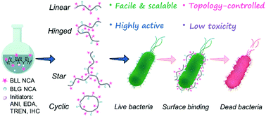 Graphical abstract: Facile and scalable synthesis of topologically nanoengineered polypeptides with excellent antimicrobial activities