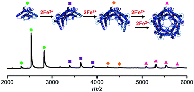 Graphical abstract: Mass spectrometry reveals the assembly pathway of encapsulated ferritins and highlights a dynamic ferroxidase interface