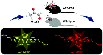 Graphical abstract: An activatable near-infrared fluorescent probe for methylglyoxal imaging in Alzheimer's disease mice