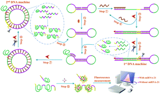 Graphical abstract: A functionalized dumbbell probe-based cascading exponential amplification DNA machine enables amplified probing of microRNAs