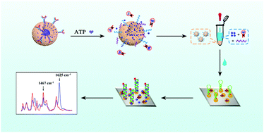 Graphical abstract: Adenosine triphosphate responsive metal–organic frameworks equipped with a DNA structure lock for construction of a ratiometric SERS biosensor