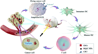 Graphical abstract: Photothermal therapy-induced immunogenic cell death based on natural melanin nanoparticles against breast cancer