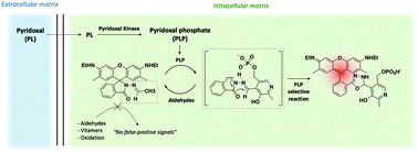 Graphical abstract: A fluorescent hydrazone exchange probe of pyridoxal phosphate for the assessment of vitamin B6 status
