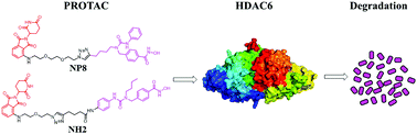 Graphical abstract: Plasticity in designing PROTACs for selective and potent degradation of HDAC6