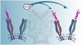 Graphical abstract: A stapled chromogranin A-derived peptide is a potent dual ligand for integrins αvβ6 and αvβ8