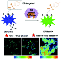 Graphical abstract: Achieving the ratiometric imaging of steroid sulfatase in living cells and tissues with a two-photon fluorescent probe