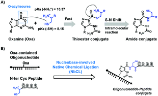 Graphical abstract: Nucleobase-involved native chemical ligation: a novel reaction between an oxanine nucleobase and N-terminal cysteine for oligonucleotide–peptide conjugation