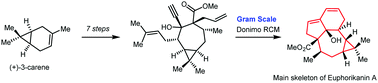 Graphical abstract: Concise gram-scale synthesis of Euphorikanin A skeleton through a domino ring-closing metathesis strategy