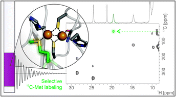 Graphical abstract: Unexpected electron spin density on the axial methionine ligand in CuA suggests its involvement in electron pathways