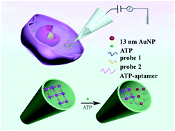 Graphical abstract: Single-cell ATP detection and content analyses in electrostimulus-induced apoptosis using functionalized glass nanopipettes