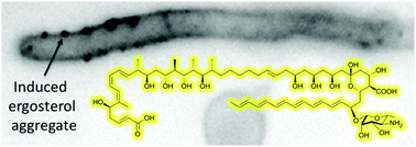 Graphical abstract: Discovery, biosynthesis and antifungal mechanism of the polyene-polyol meijiemycin