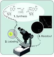 Graphical abstract: Fluorescent SAM analogues for methyltransferase based DNA labeling