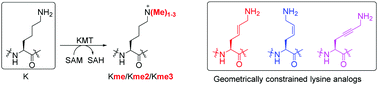 Graphical abstract: Methylation of geometrically constrained lysine analogues by histone lysine methyltransferases