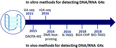 Graphical abstract: Chemical-biology approaches to probe DNA and RNA G-quadruplex structures in the genome