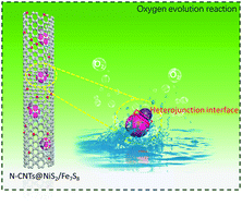 Graphical abstract: Strong hydrophilicity NiS2/Fe7S8 heterojunctions encapsulated in N-doped carbon nanotubes for enhanced oxygen evolution reaction