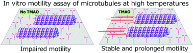 Graphical abstract: Controlling the kinetics of interaction between microtubules and kinesins over a wide temperature range using the deep-sea osmolyte trimethylamine N-oxide