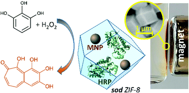 Graphical abstract: Magnetically responsive horseradish peroxidase@ZIF-8 for biocatalysis