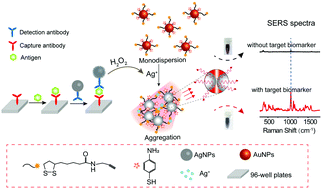 Graphical abstract: Enzyme-free amplified SERS immunoassay for the ultrasensitive detection of disease biomarkers