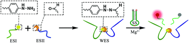 Graphical abstract: Hydrazone chemistry assisted DNAzyme for the analysis of double targets