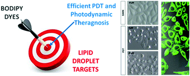 Graphical abstract: BODIPYs revealing lipid droplets as valuable targets for photodynamic theragnosis