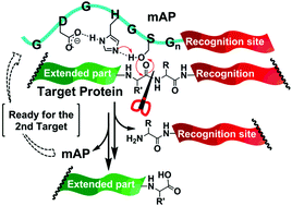 Graphical abstract: Total degradation of extracellular amyloids by miniature artificial proteases