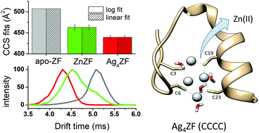 Graphical abstract: Formation of highly stable multinuclear AgnSn clusters in zinc fingers disrupts their structure and function