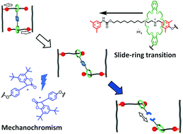 Graphical abstract: Visualization of the slide-ring effect: a study on movable cross-linking points using mechanochromism