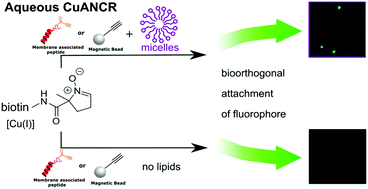 Graphical abstract: Optimized aqueous Kinugasa reactions for bioorthogonal chemistry applications