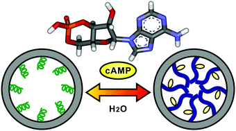 Graphical abstract: cAMP sensitive nanochannels driven by conformational transition of a tripeptide-based smart polymer