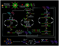 Graphical abstract: Integration of a peptide–DNA conjugate with multiple cyclic signal amplification for the ultrasensitive detection of cathepsin B activity