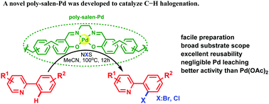 Graphical abstract: Salen-based hypercrosslinked polymer-supported Pd as an efficient and recyclable catalyst for C–H halogenation