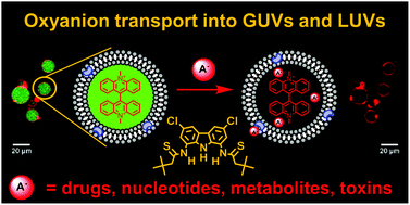 Graphical abstract: Oxyanion transport across lipid bilayers: direct measurements in large and giant unilamellar vesicles