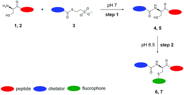 Graphical abstract: An innovative approach for the synthesis of dual modality peptide imaging probes based on the native chemical ligation approach