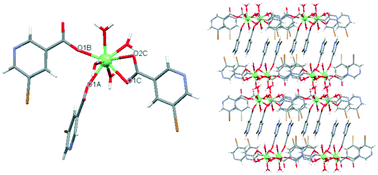 Graphical abstract: Multifunctional coordination compounds based on lanthanide ions and 5-bromonicotinic acid: magnetic, luminescence and anti-cancer properties