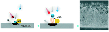 Graphical abstract: Construction, characterization, and growth mechanism of high-density jellyfish-like GaN/SiOxNy nanomaterials on p-Si substrate by Au-assisted chemical vapor deposition approach