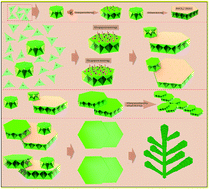 Graphical abstract: An electrochemical approach towards the controllable synthesis of highly ordered and hierarchical zinc oxide dendritic crystals composed of hexagonal nanosheets: some insights into the stacking-assembly of the hierarchical architecture